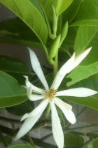 चंदन के फूल