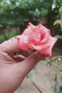 📒अलंकारिक फूल🌺