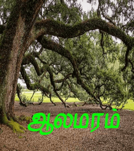 ஆலமரம்