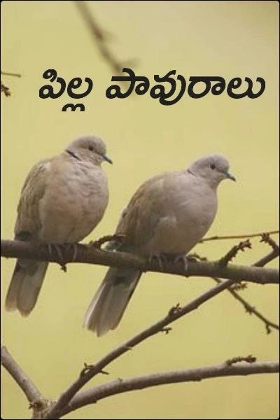 పిల్ల పావురాలు