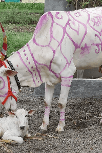 भादवी पोळा