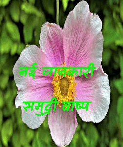 नई जानकारी समुद्री वाष्प