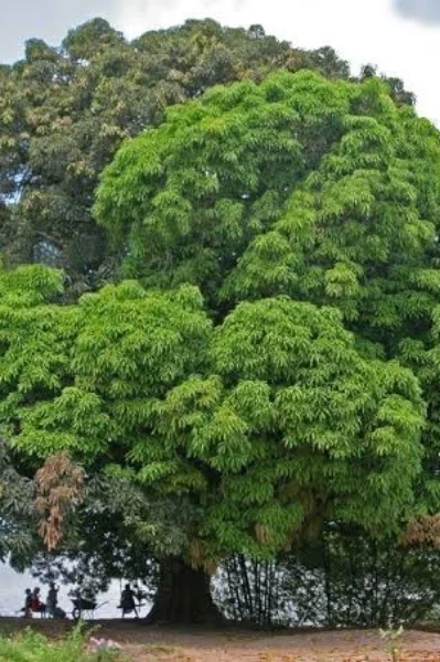 सावली