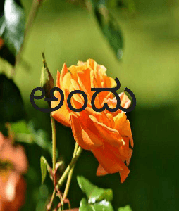 ಅಂದೂ ಇಂದೂ ಎಂದೆಂದೂ 😜