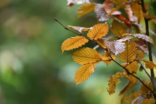 سرمایہ زیست ہیں تیری یادیں