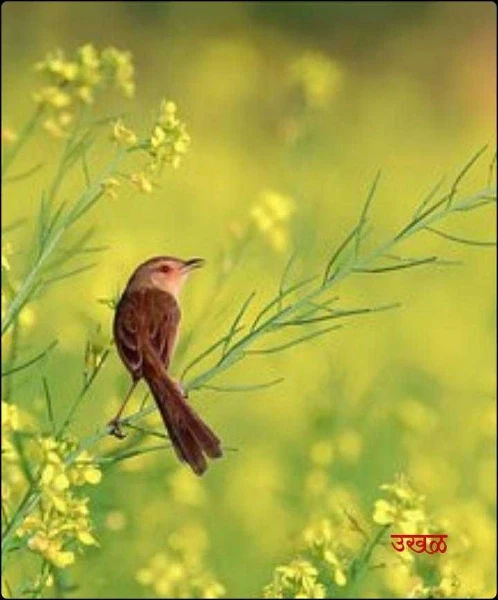 उखळ