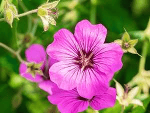लापता सिंगर  (गुमनाम गायक)