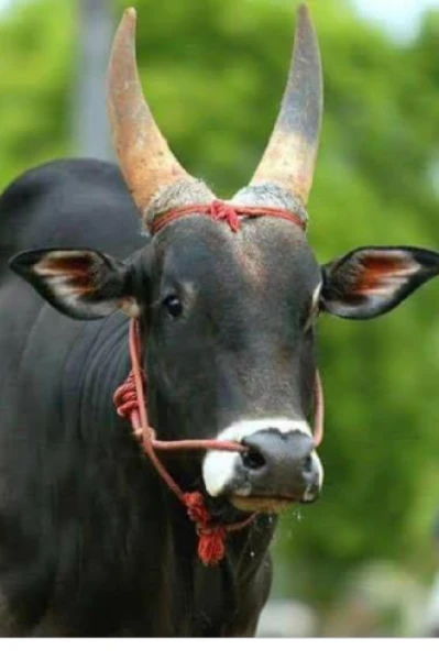 ஜல்லிக்கட்டு காளை