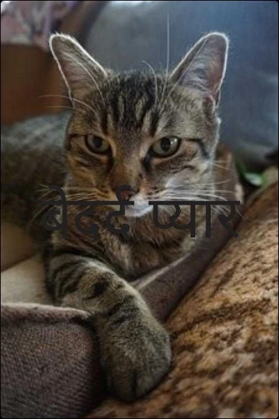 बेदर्द प्यार