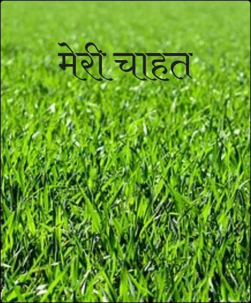 मेरी चाहत