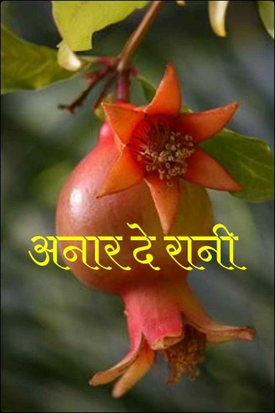अनार दे रानी