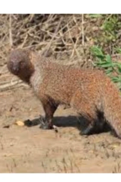 નોળીયો