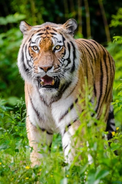 നരി, ശരി, കരി, ചിരി