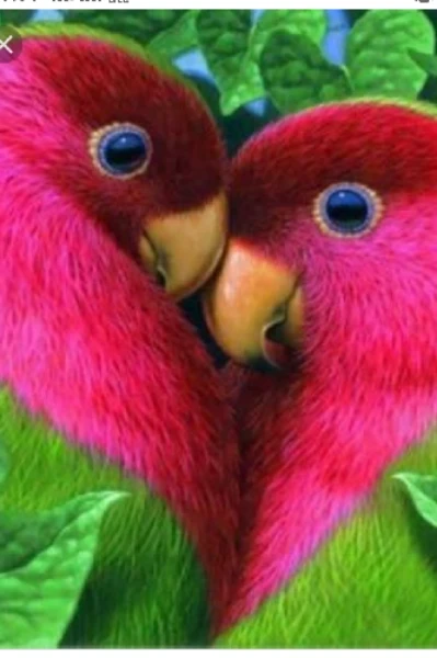 గువ్వల జంట