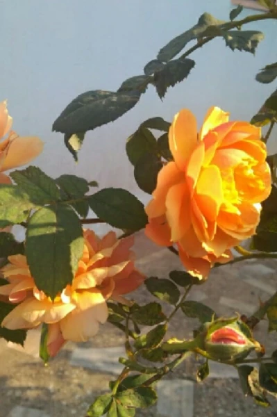 প্রতিলিপি কবিতা মহোৎসব ২০২০