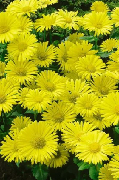 पीत पुष्प मैं  09 दिसं 2020