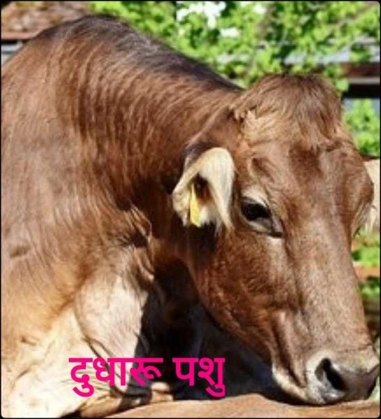 दुधारू पशु