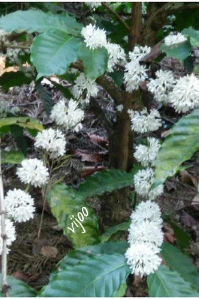 ಮಲೆನಾಡಿನ ರಸ, ರೂಪ, ಗಂಧ...ಲಲಿತ ಪ್ರಬಂಧ