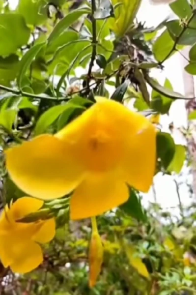 കവിത. മഞ്ഞ കോളാമ്പി പൂക്കൾ.