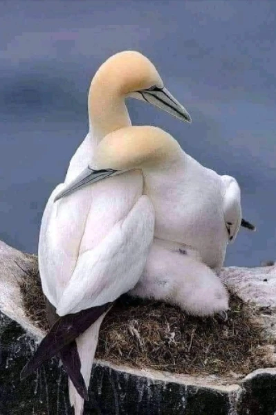 दो हंसो का जोड़ा