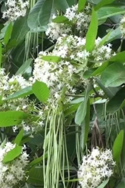 ছাতিম ফুলের গাছ