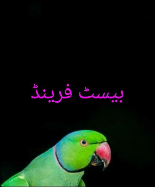بیسٹ فرینڈ