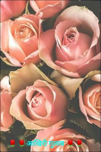 🌹🌹आखिरी गुलाब 🌹🌹