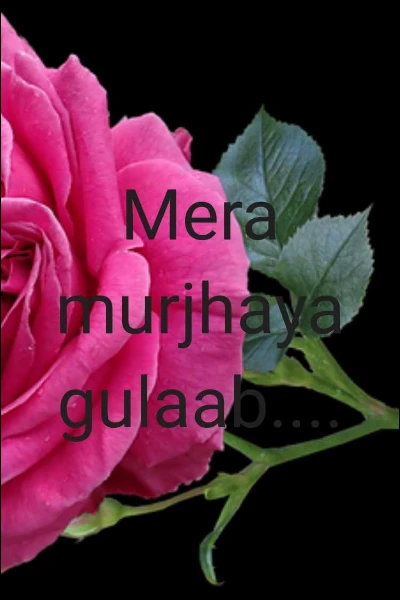 Mera murjhaya  gulaab....