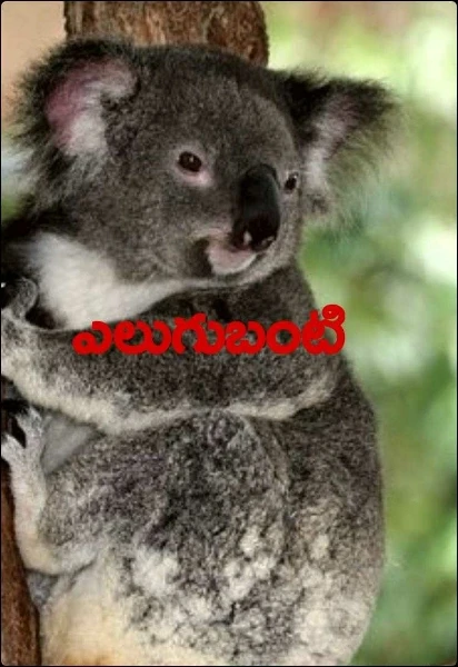 ఎలుగుబంటి