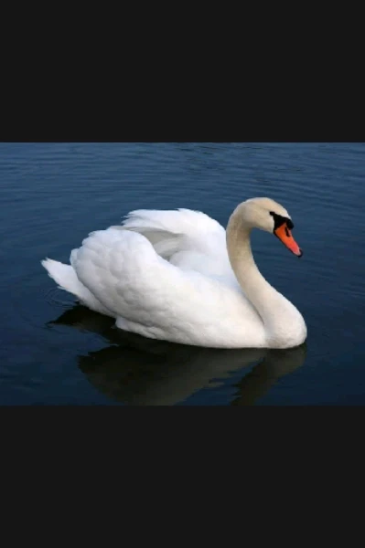 அன்னப்பறவை