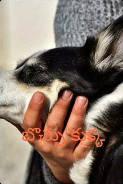 బొచ్చు కుక్క