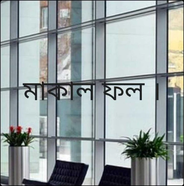 মাকাল ফল ।