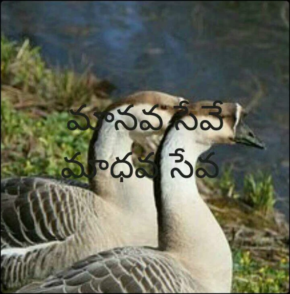 మానవ సేవే మాధవ సేవ