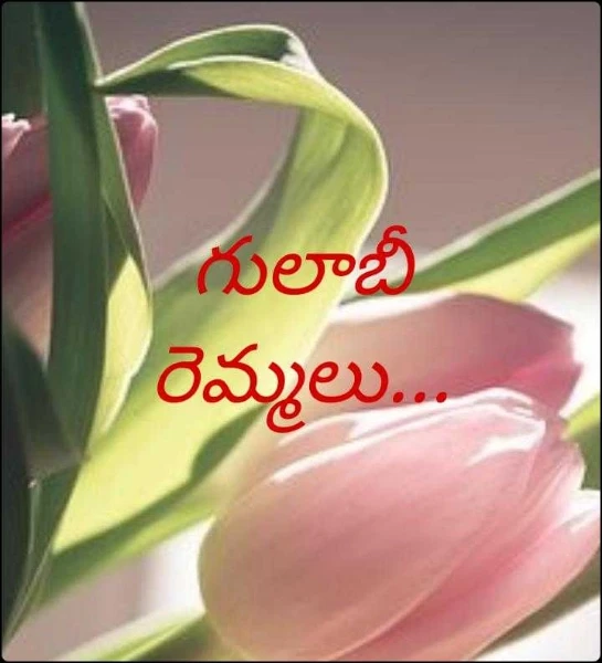 గులాబీ రెమ్మలు...