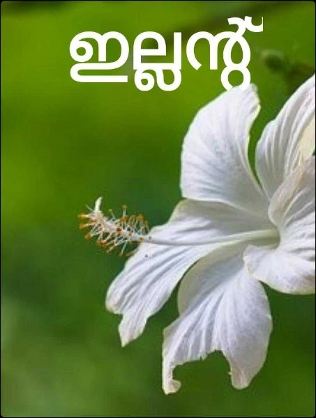 ഇല്ലൻ്റ്