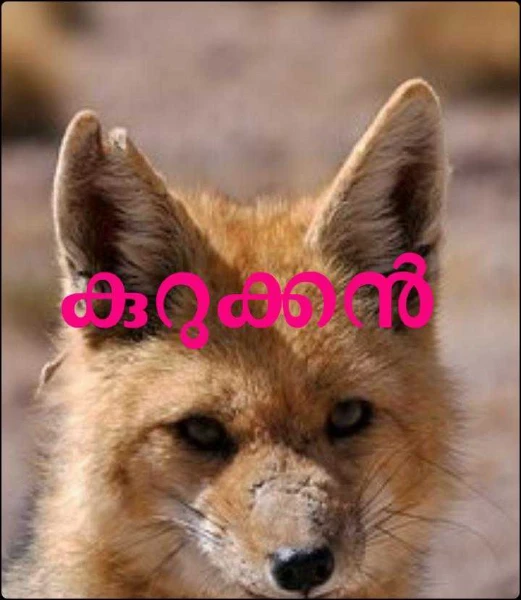 കുറുക്കൻ