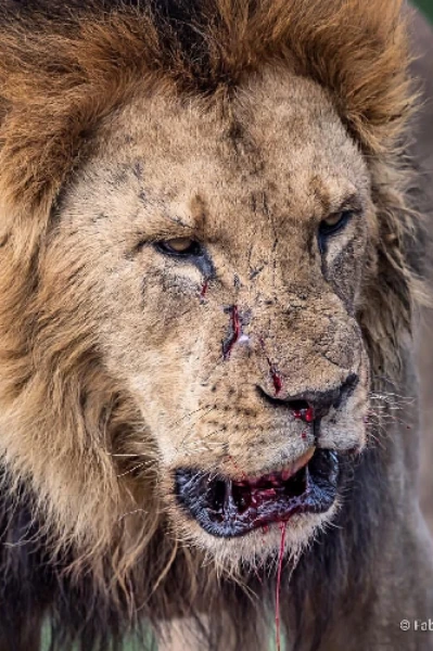 ਜ਼ਖ਼ਮੀ ਸ਼ੇਰ