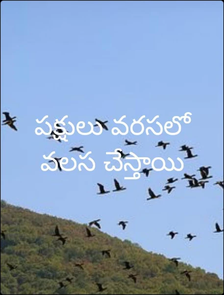 పక్షులు వరసలో వలస చేస్తాయి