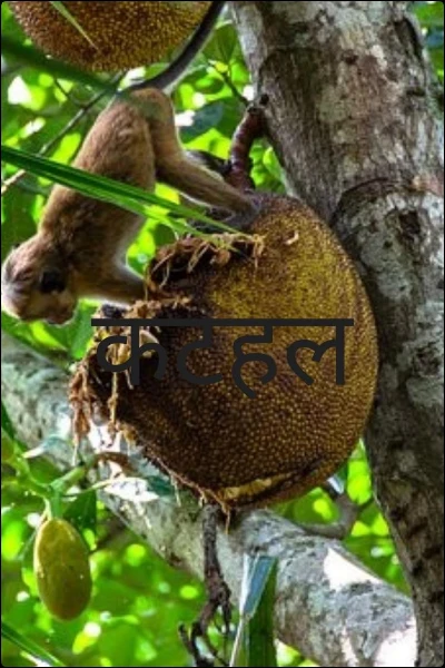 गरीब माँ का दिल