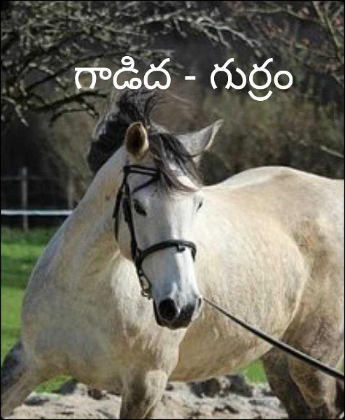 గాడిద - గుర్రం