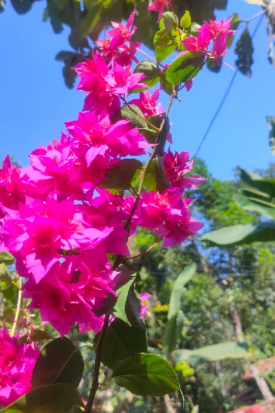 💮👁️👁️പാവം കടലാസ് പൂവ് 👁️👁️💮