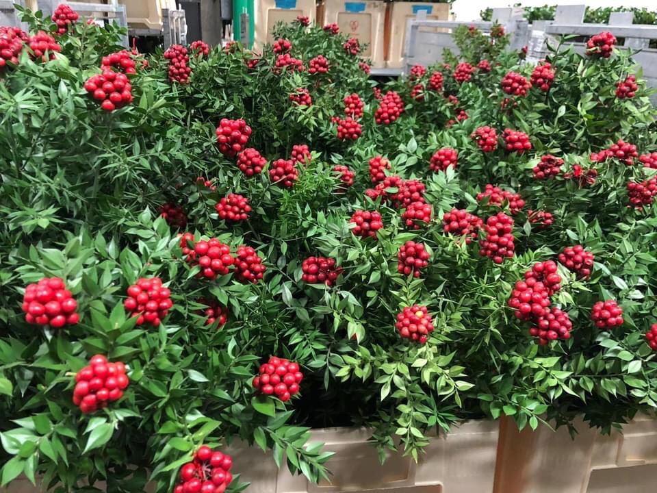 परोपकार