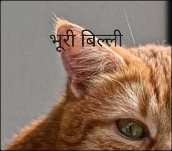 भूरी बिल्ली