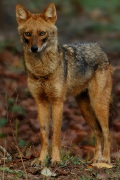 चतुर गीदड़