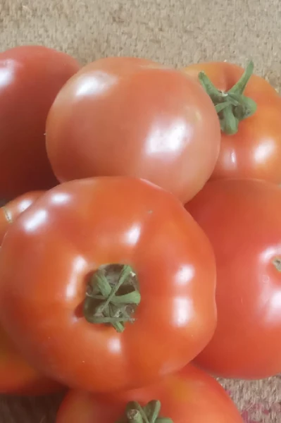 दोहे
(हँसी, मजाक, झूठ, मूर्ख)