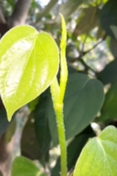 घारे डोळे, गोरा रंग आणि ते दोघे