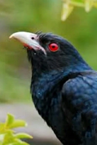 కోకిలమ్మ