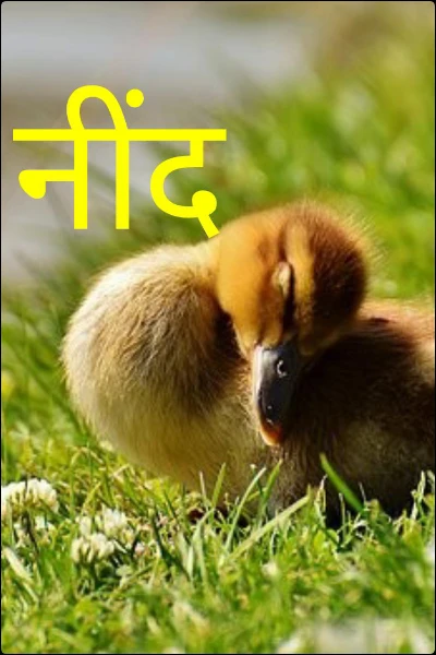 नींद और अन्य कविताएँ