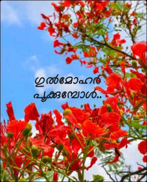 ഗുൽമോഹർ പൂക്കുമ്പോൾ..