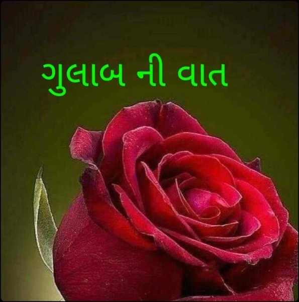 ગુલાબ ની વાત